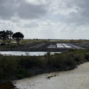 IMG_3134