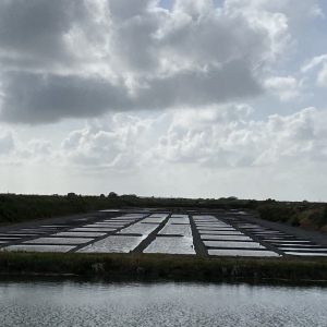 IMG_3137